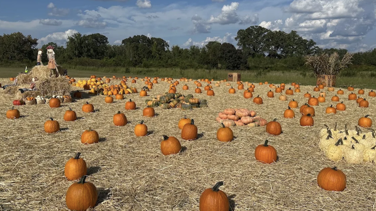 Pumpkin Patch