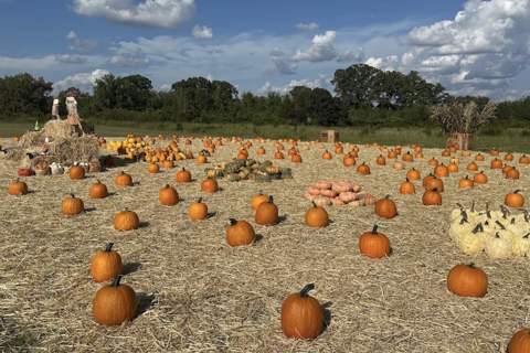 Pumpkin Patch