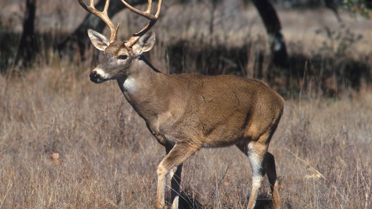 A white-tailed deer, the species Tega Cay is managing