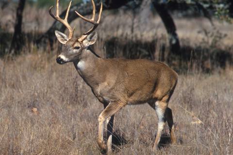 A white-tailed deer, the species Tega Cay is managing